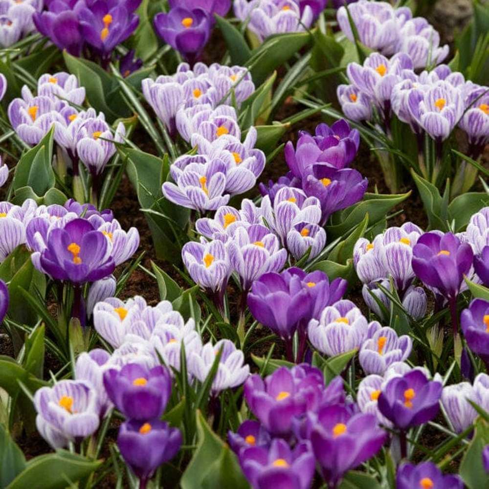 Crocus Mixture 'Spring Stripes'